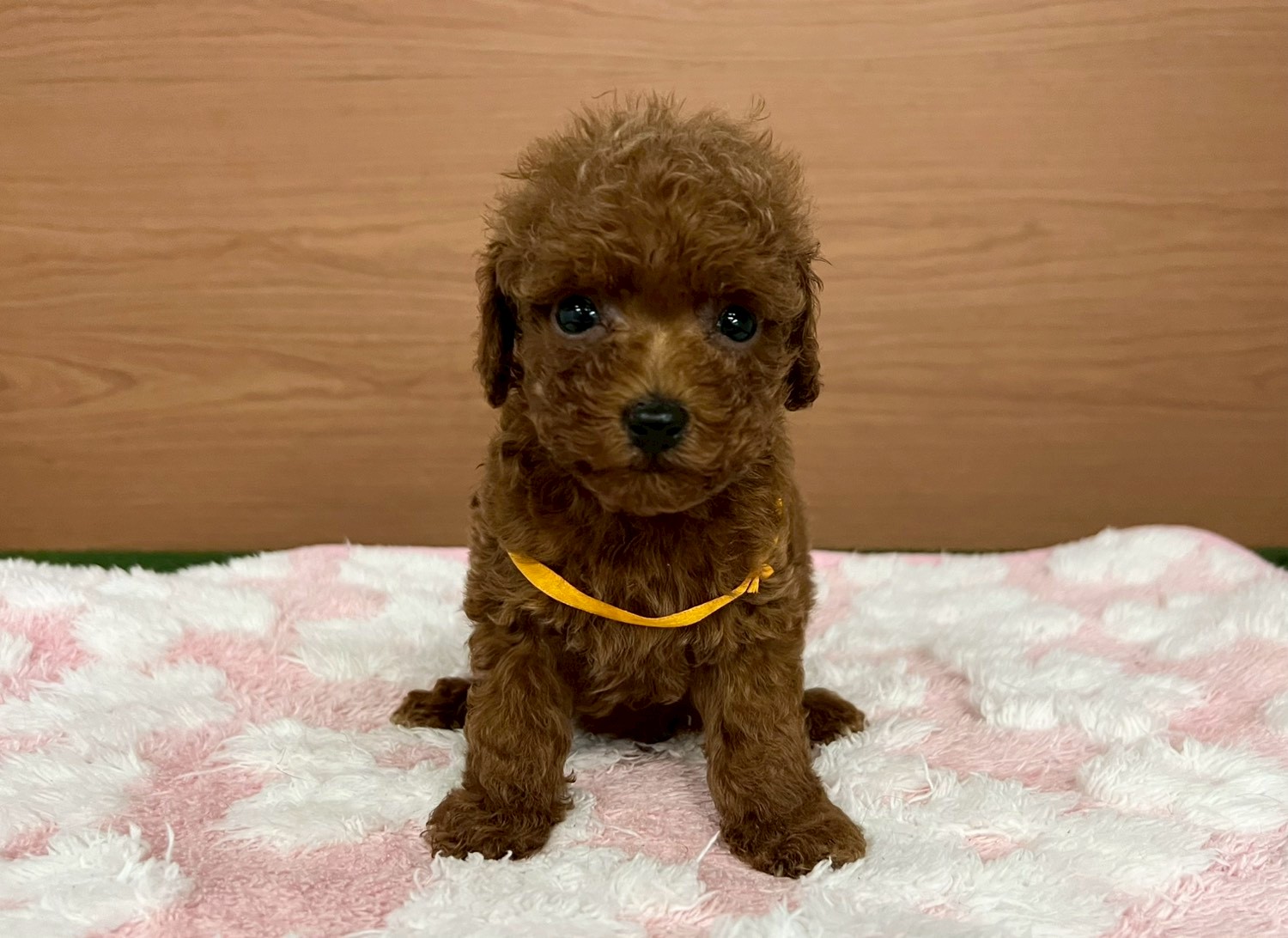 トイ・プードル