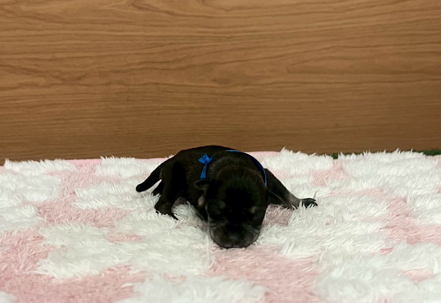 ミニチュア・シュナウザー