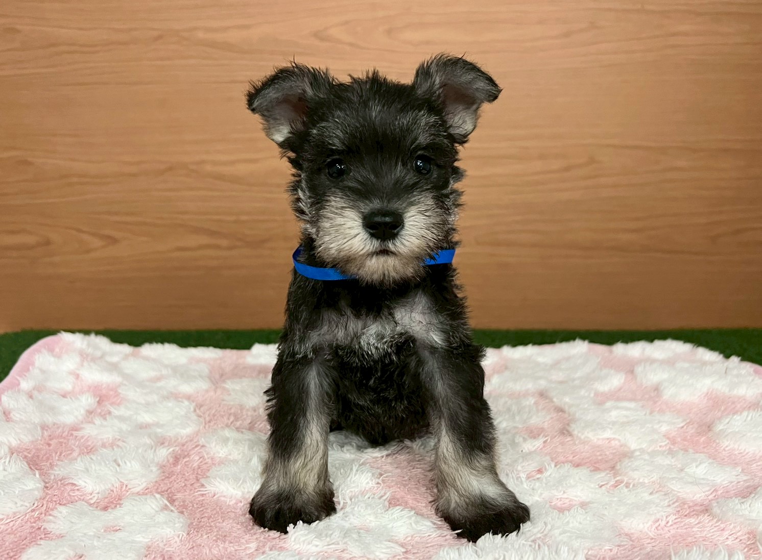 ミニチュア・シュナウザー