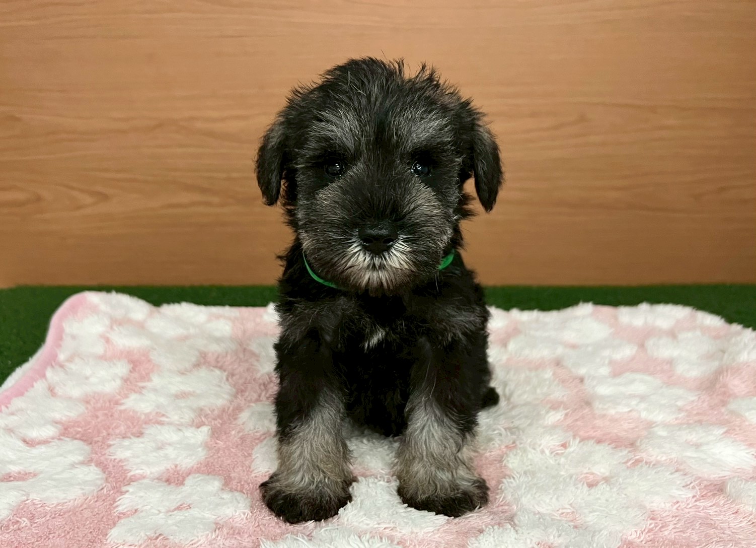 ミニチュア・シュナウザー