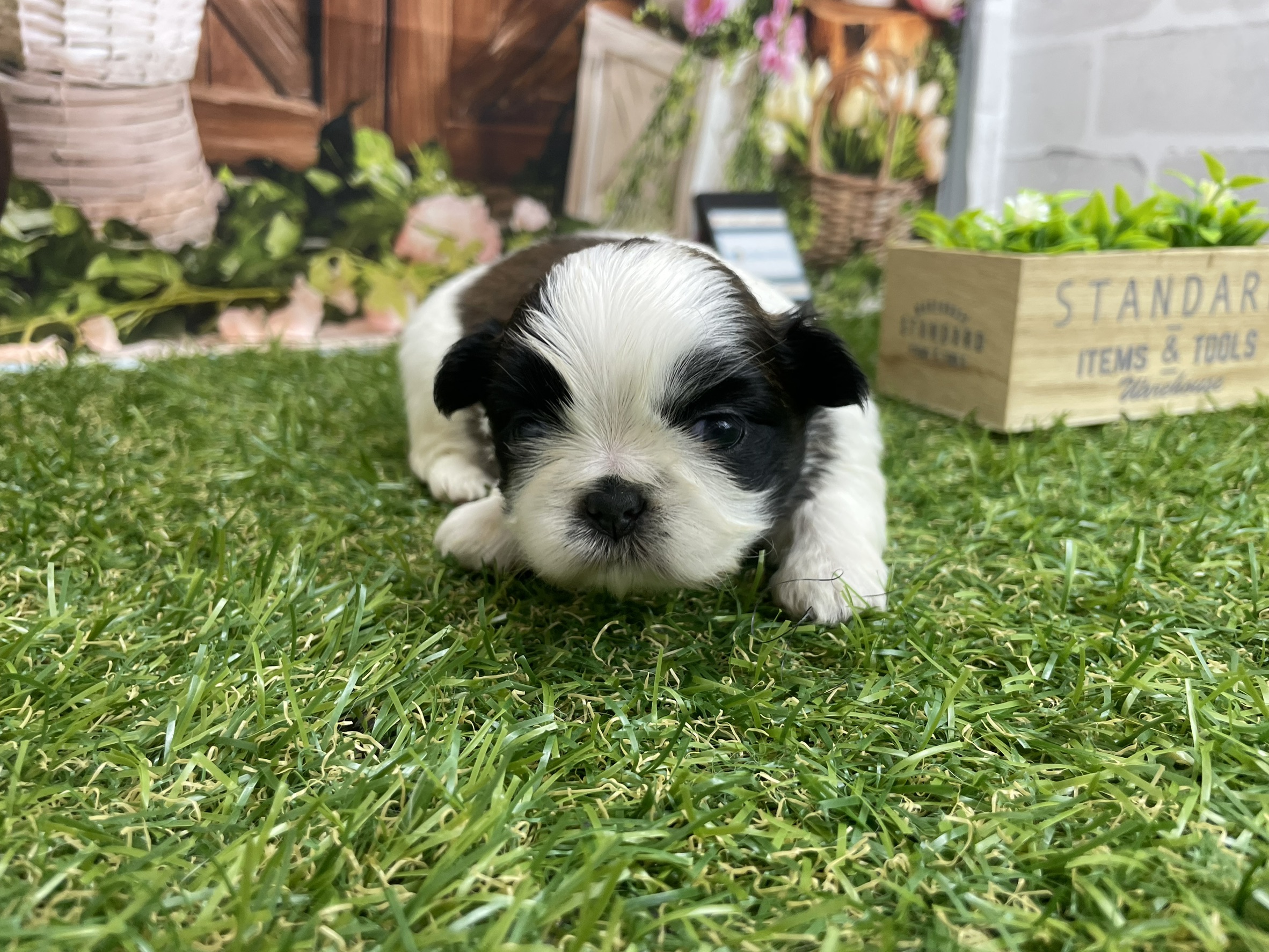 赤ちゃん写真1-1