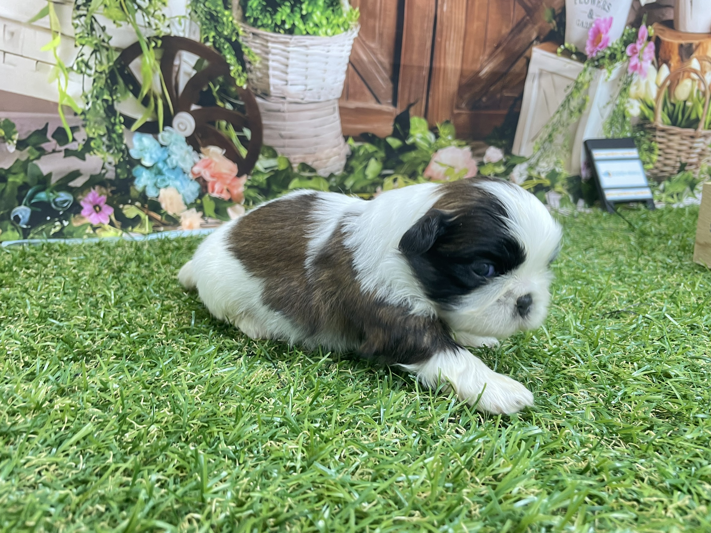 赤ちゃん写真1-2