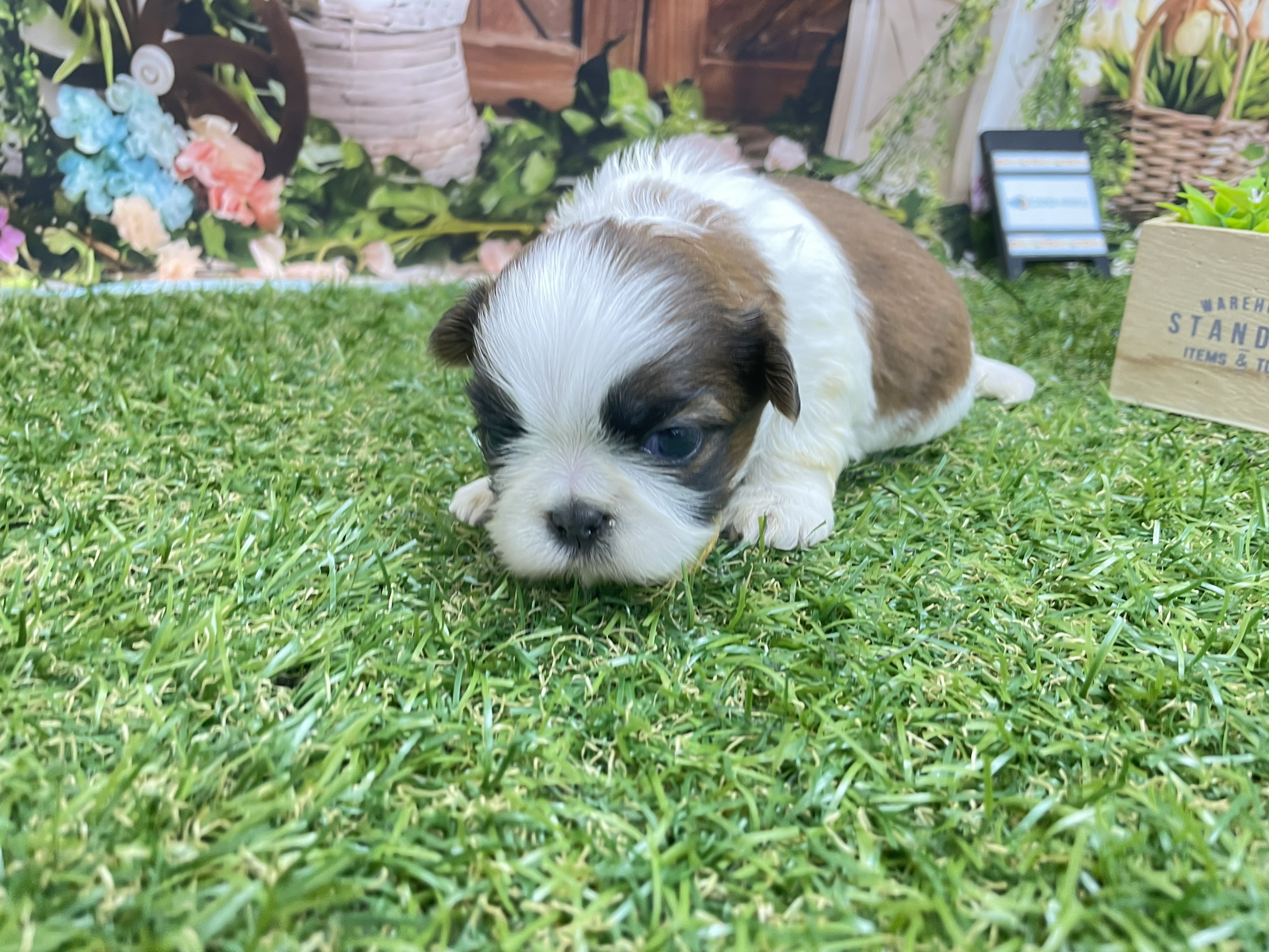 赤ちゃん写真1-2