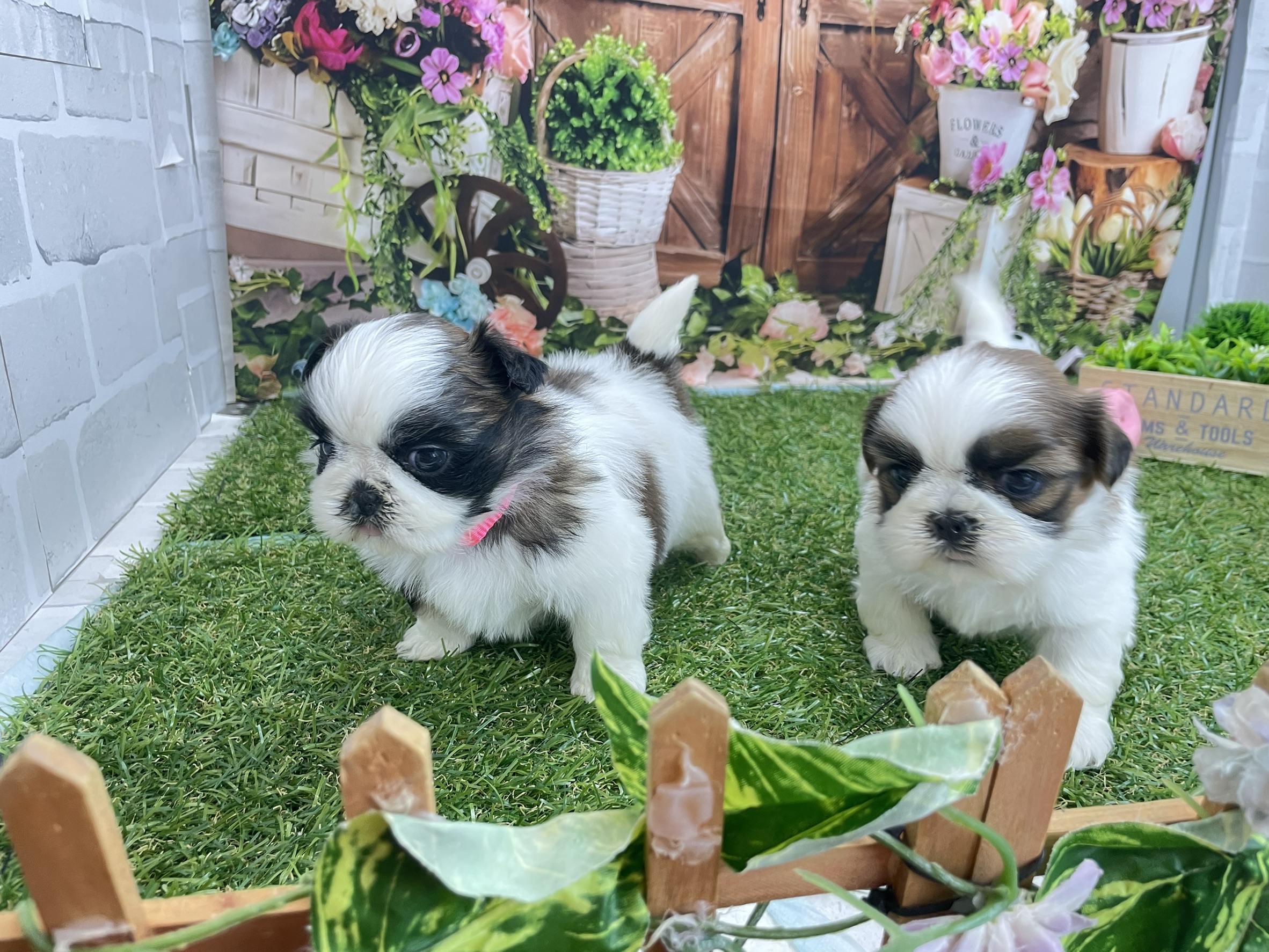 赤ちゃん写真2-3