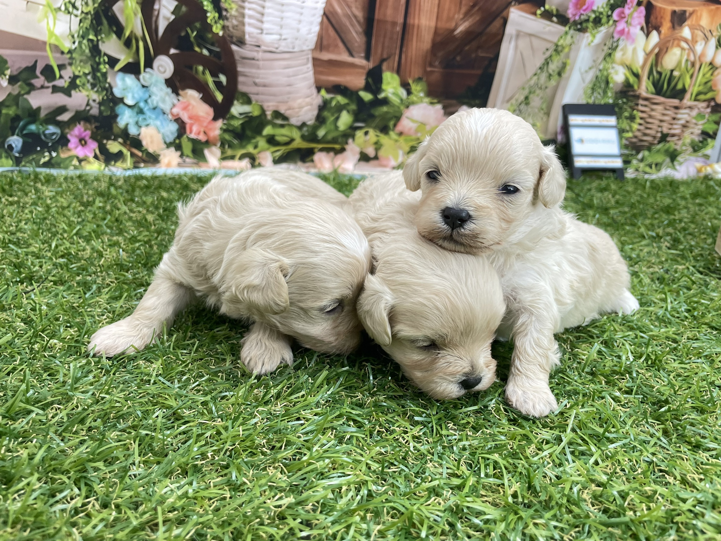 赤ちゃん写真1-3