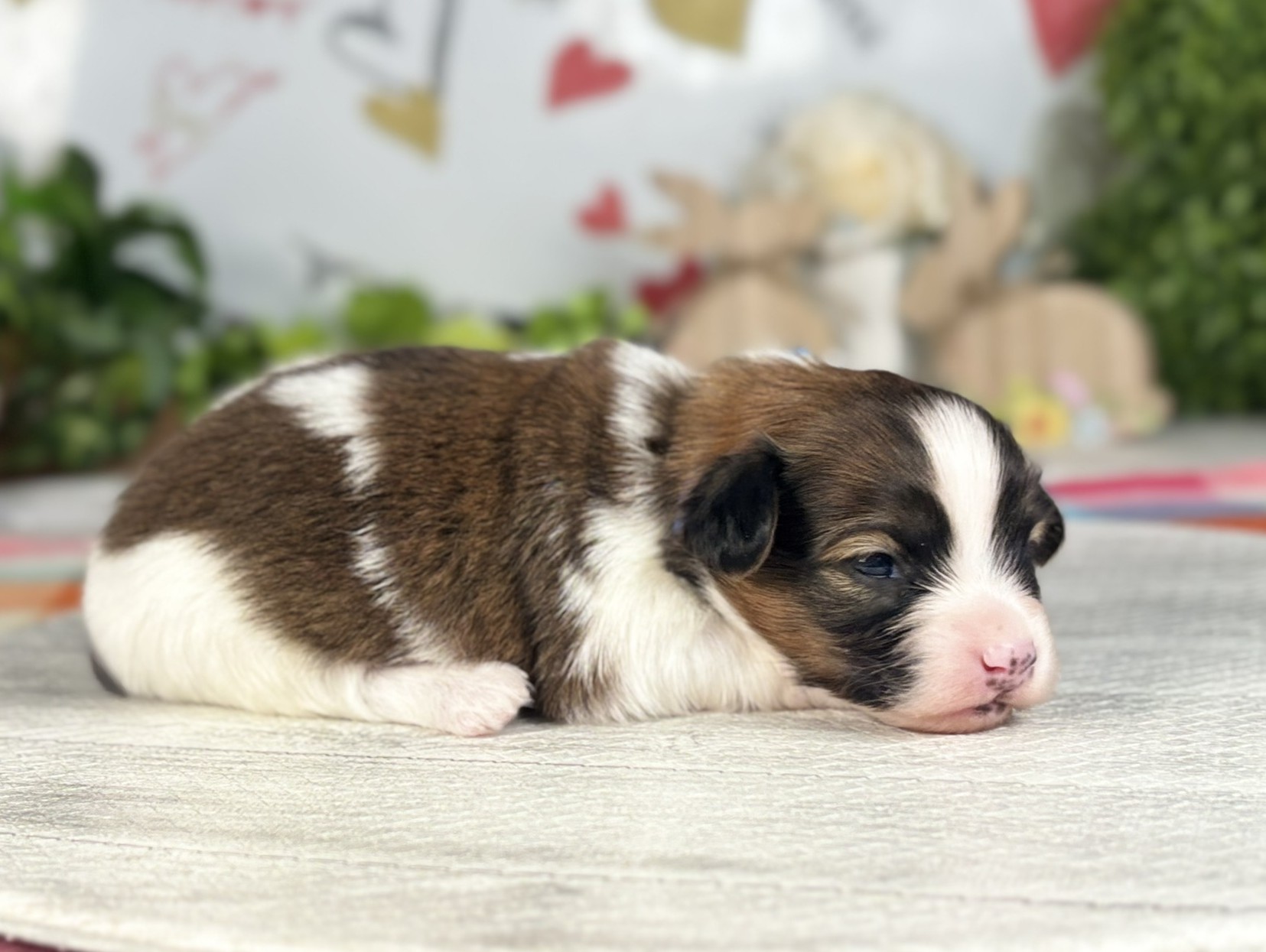 赤ちゃん写真1-2