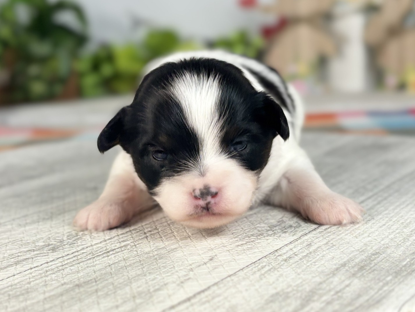 赤ちゃん写真1-1