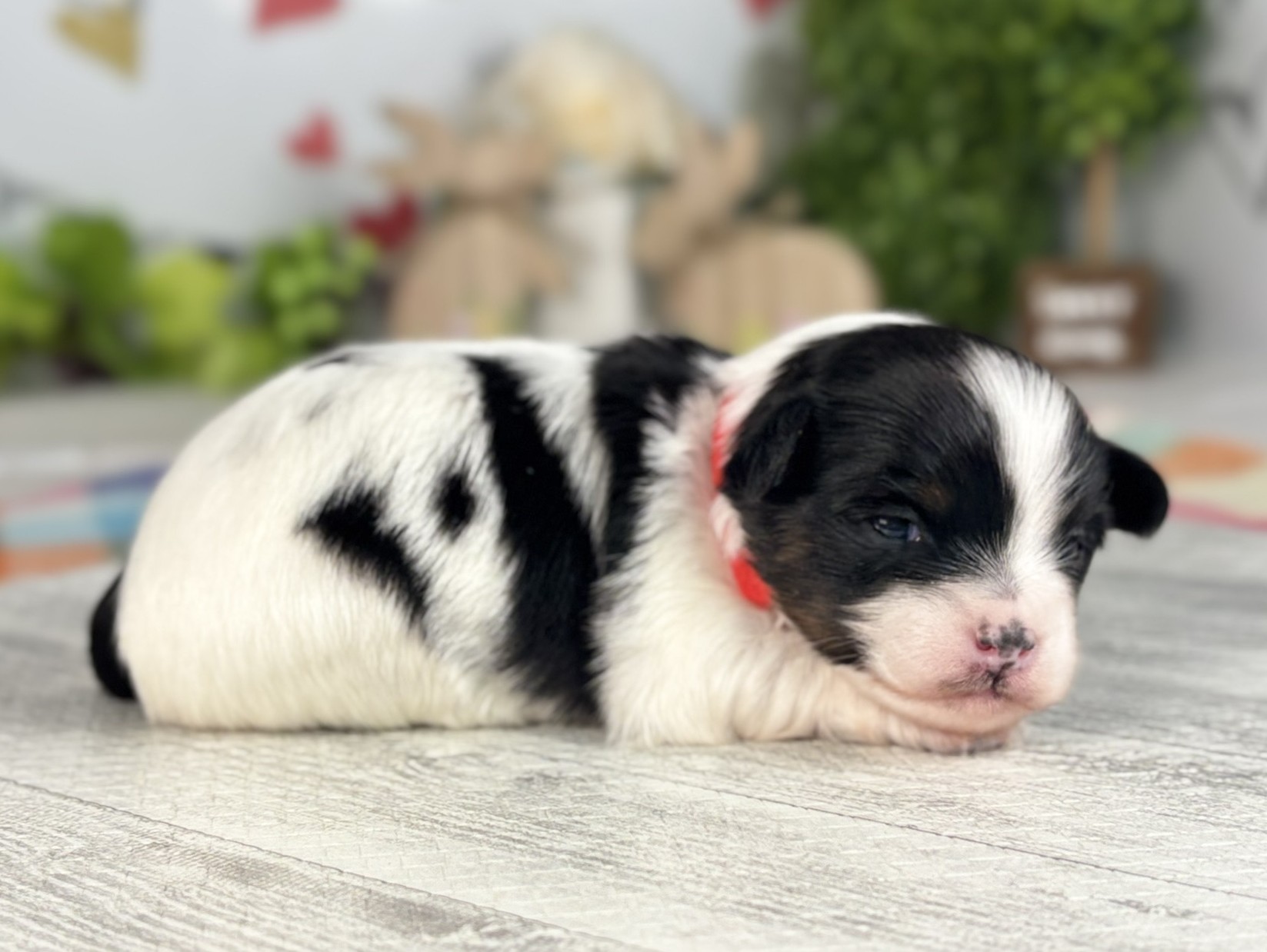 赤ちゃん写真1-2