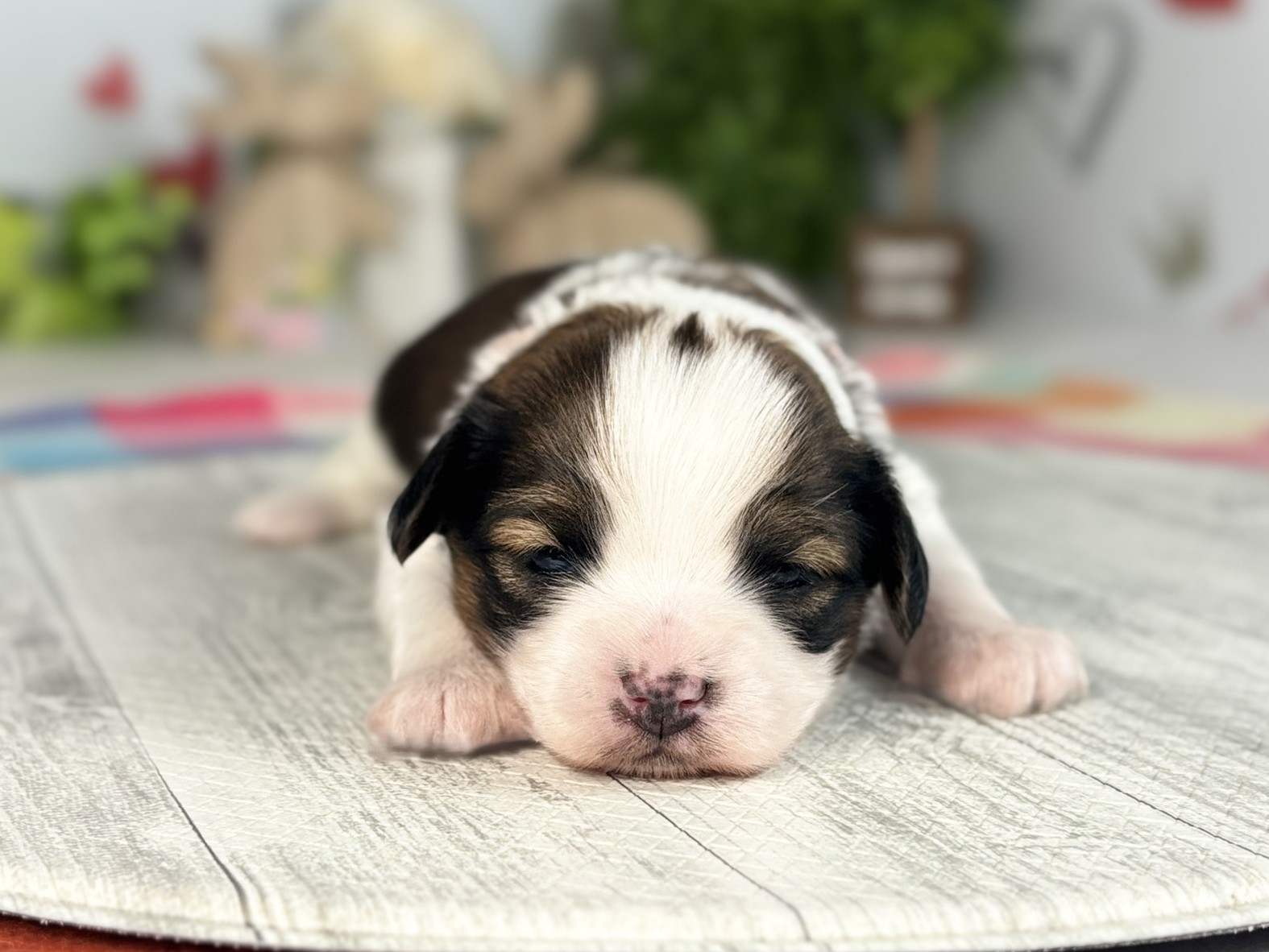 赤ちゃん写真1-1