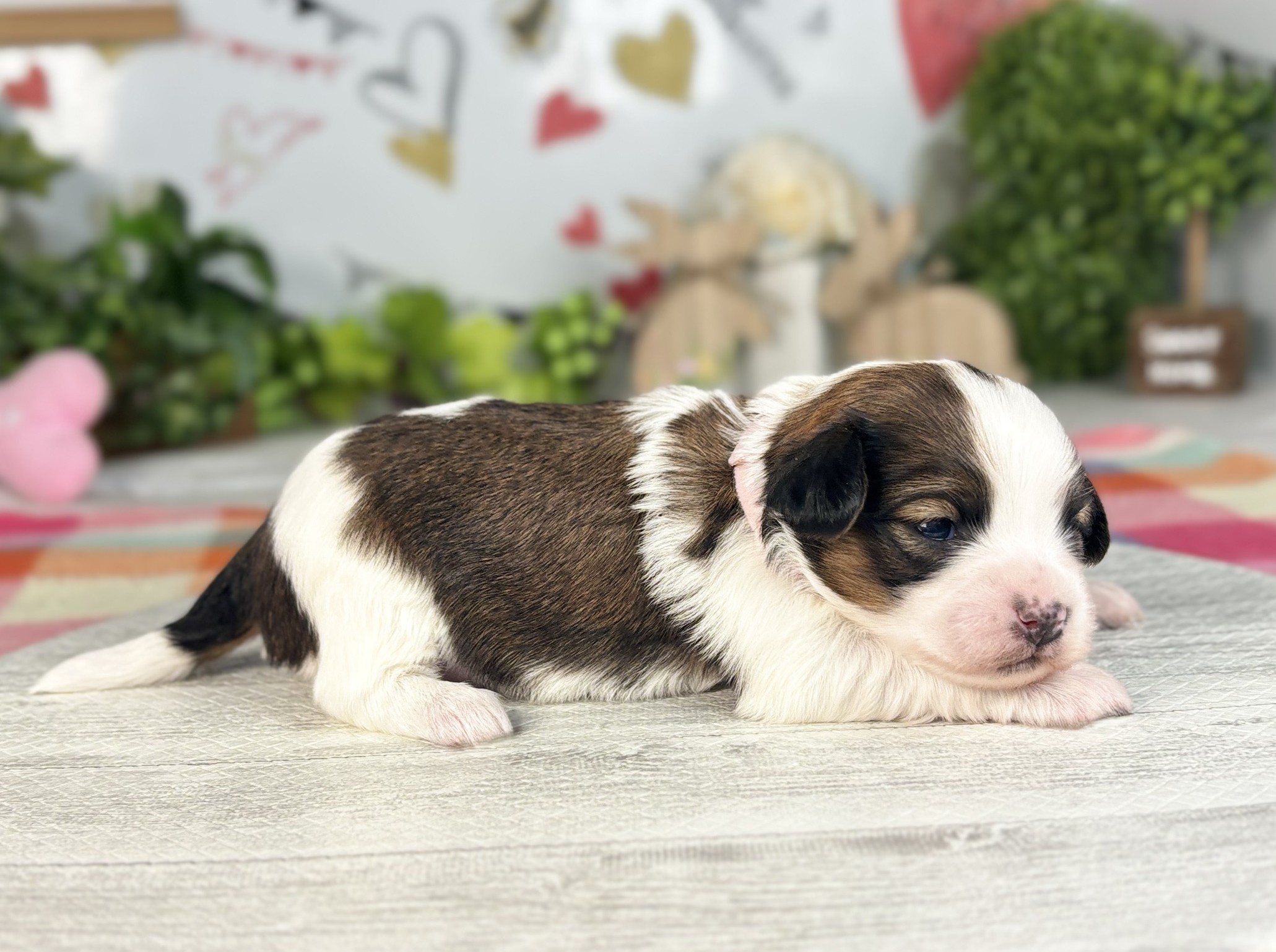 赤ちゃん写真1-2