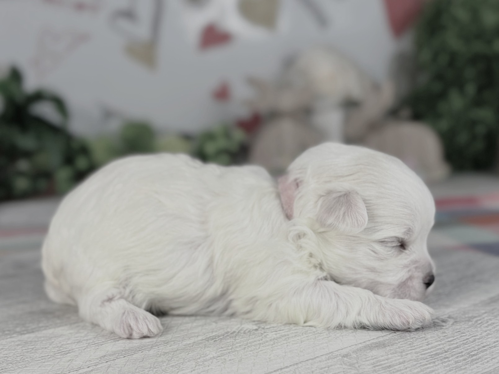 赤ちゃん写真1-2