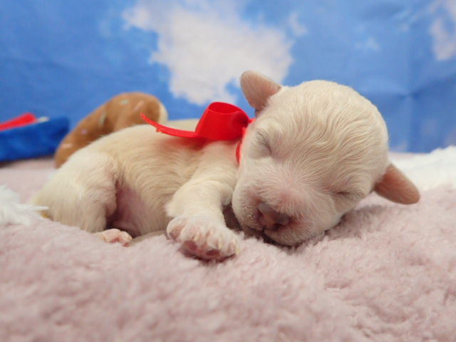 トイ・プードル