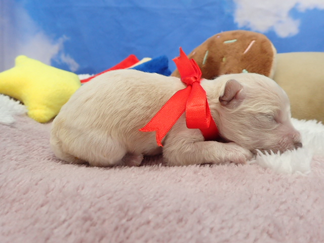 赤ちゃん写真1-2