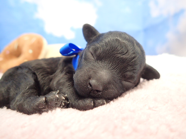 トイ・プードル