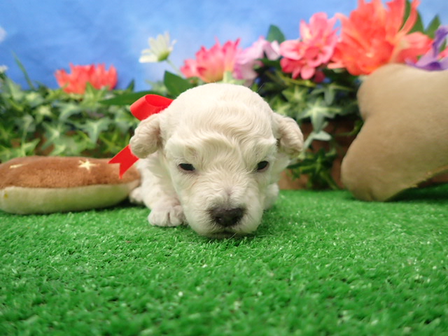 赤ちゃん写真2-1