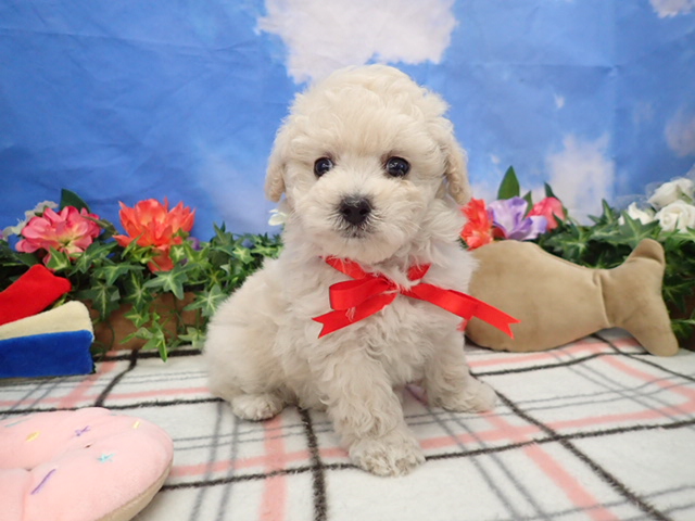 トイ・プードル