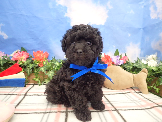 トイ・プードル