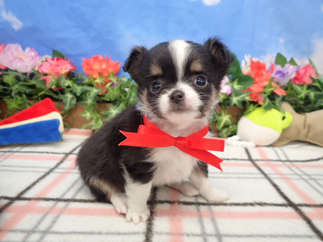 チワワ（ロングコート）