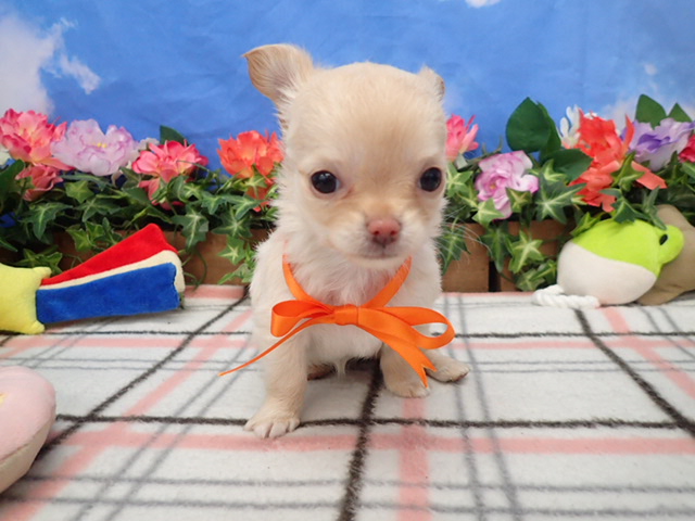 チワワ（ロングコート）