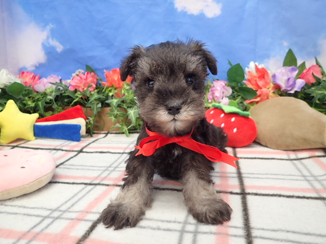 ミニチュア・シュナウザー