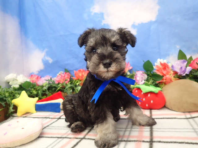 ミニチュア・シュナウザー