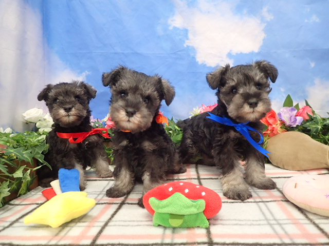 赤ちゃん写真3-3