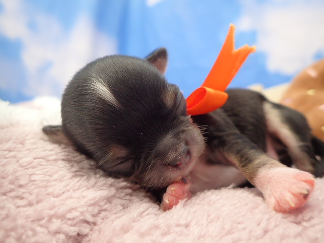 チワワ（ロングコート）