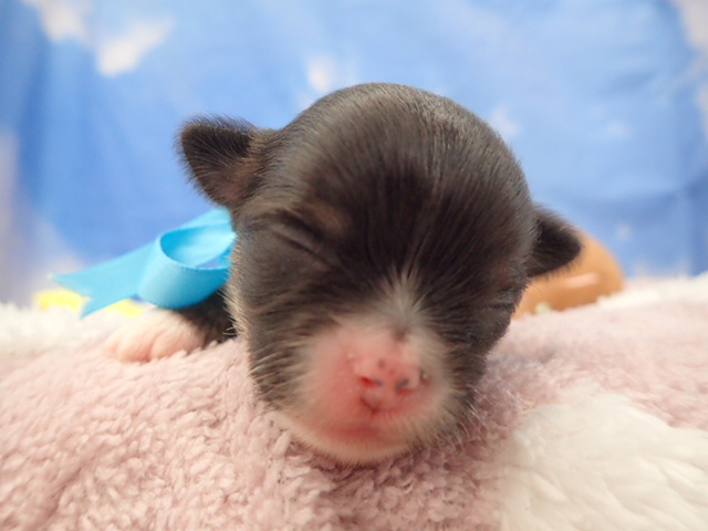 チワワ（ロングコート）