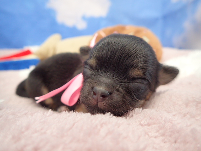 チワワ（ロングコート）