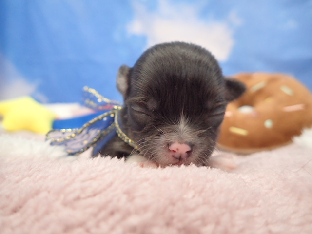 チワワ（ロングコート）