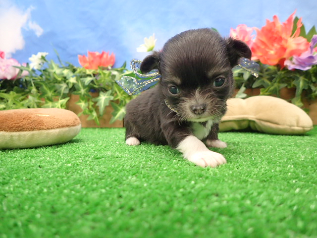 チワワ（ロングコート）