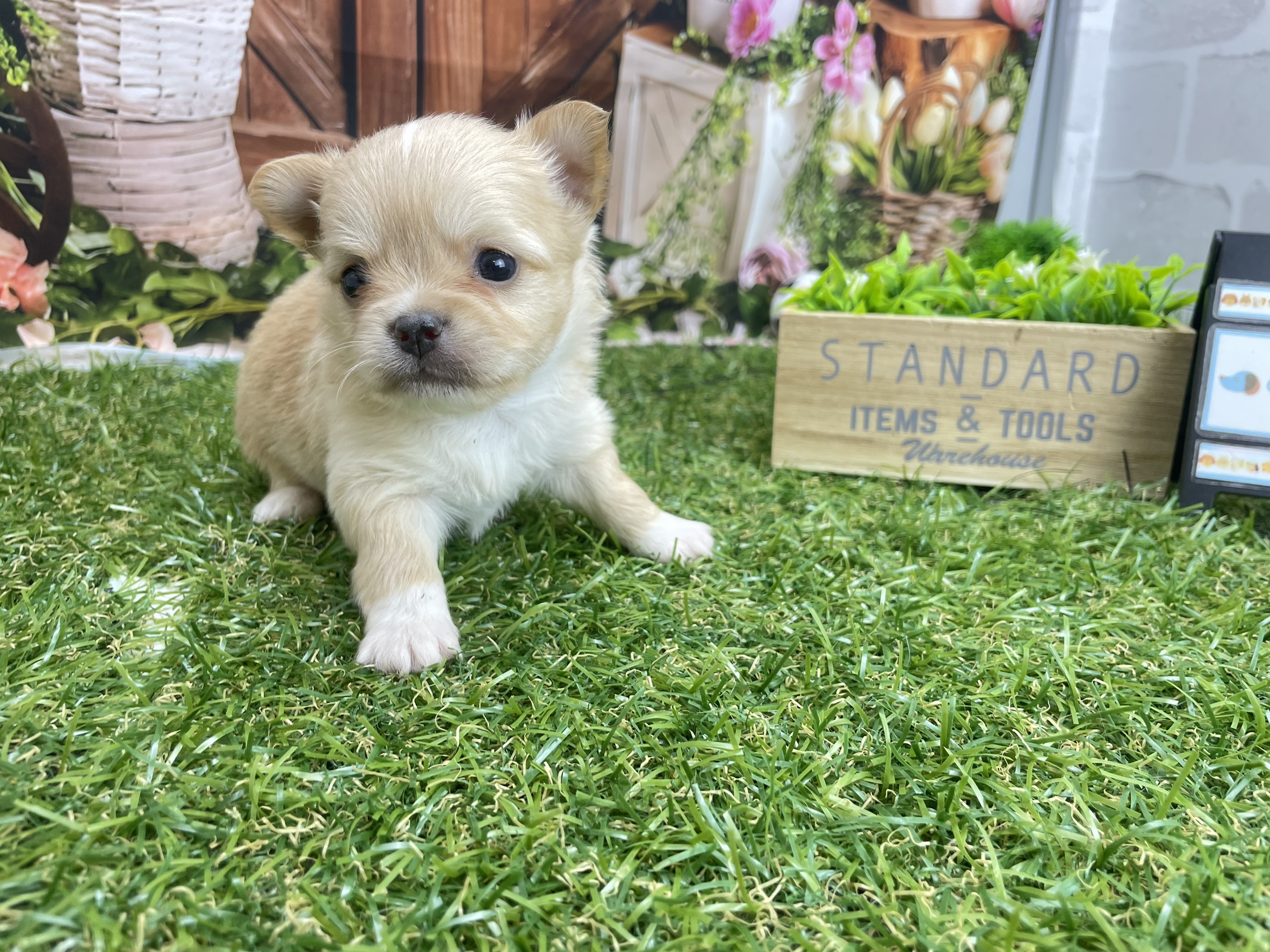 チワワ（ロングコート）