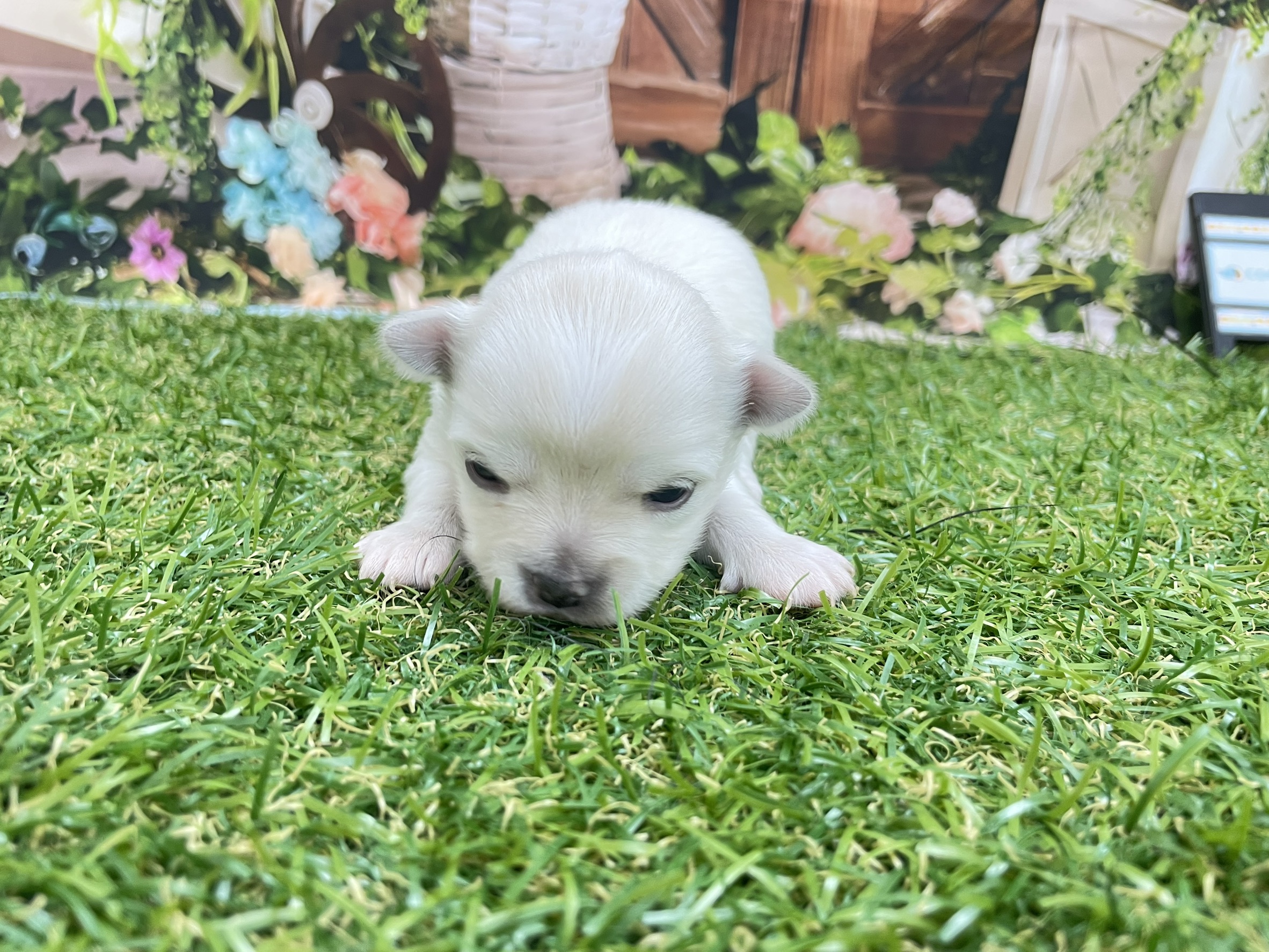 赤ちゃん写真1-1