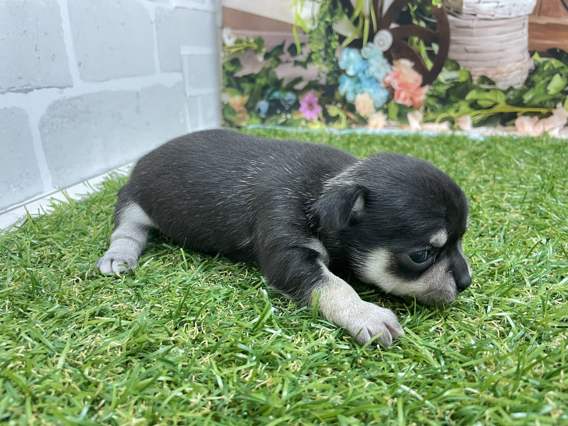 赤ちゃん写真1-2