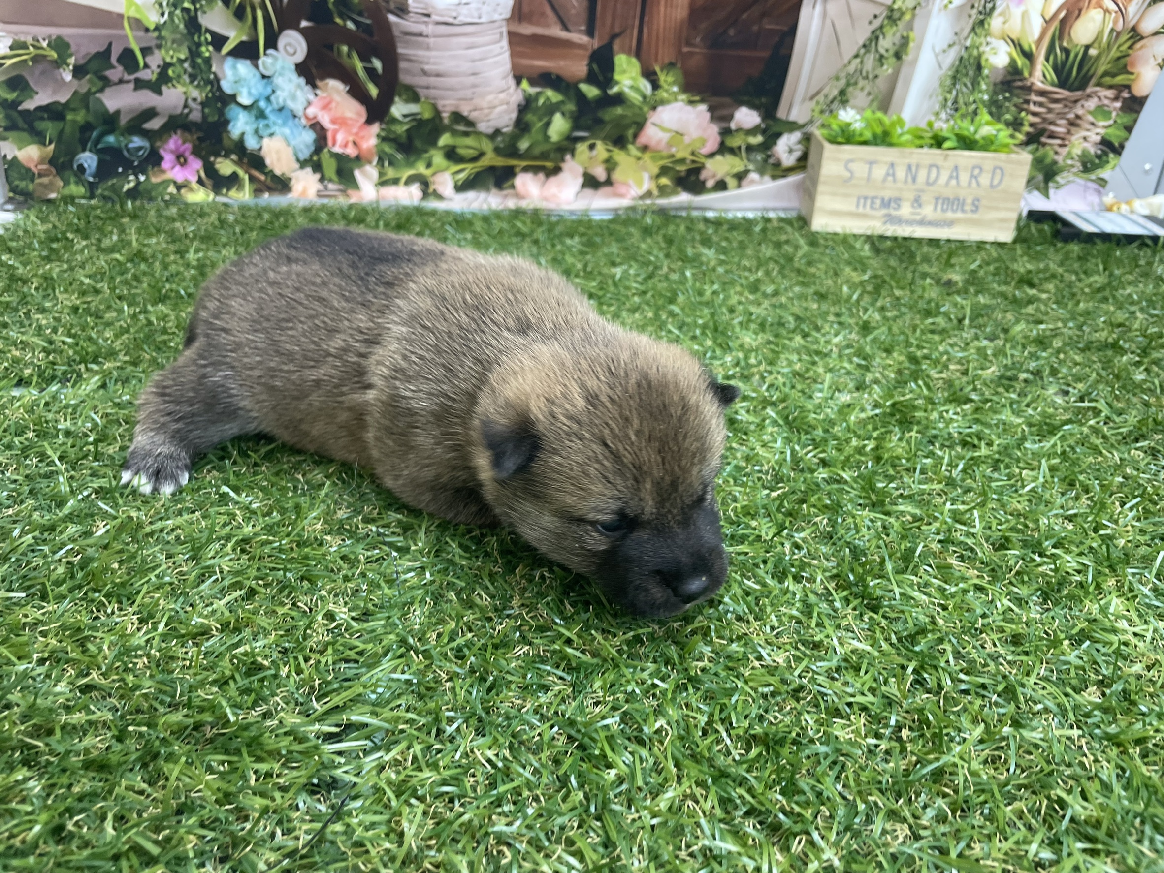 赤ちゃん写真1-1