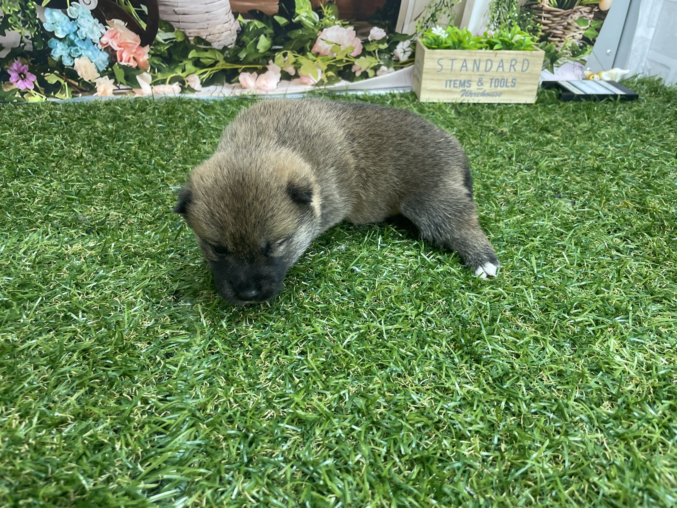 赤ちゃん写真1-2