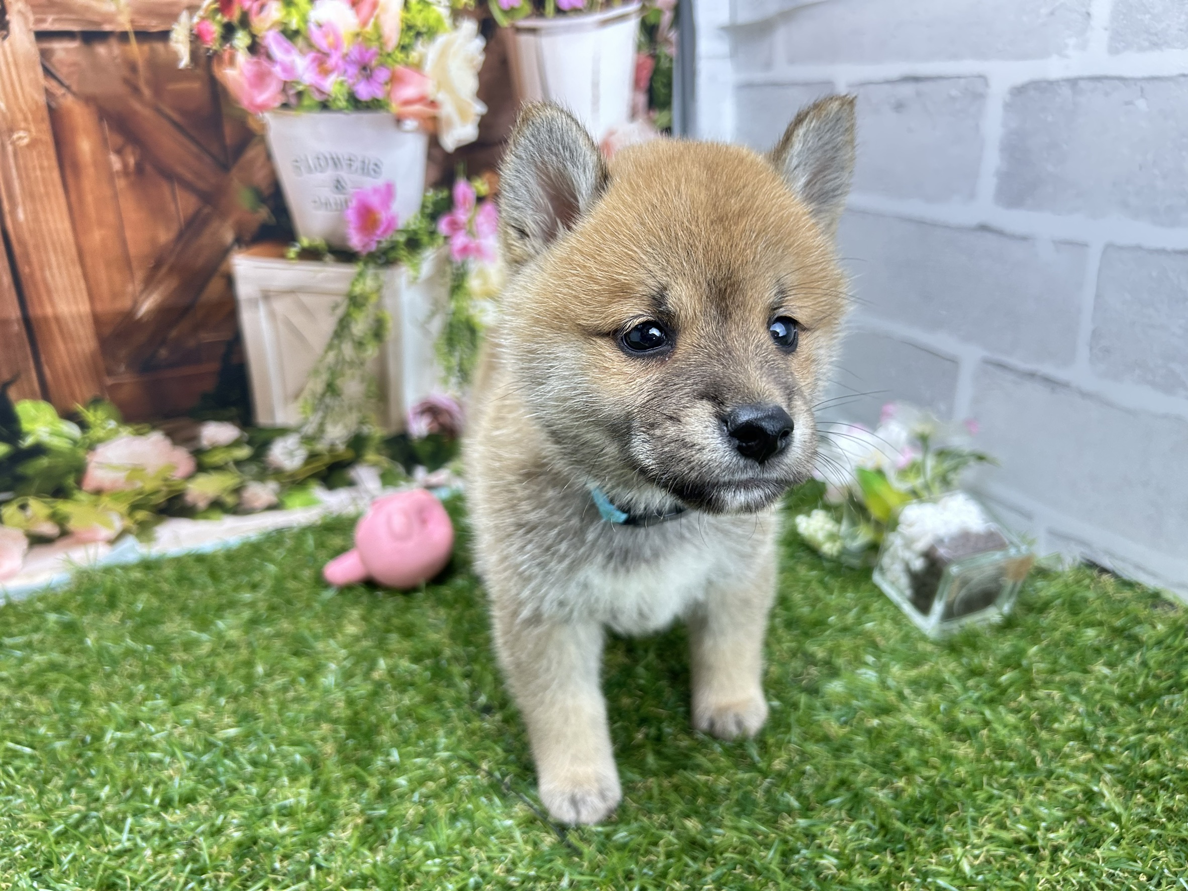 赤ちゃん写真3-1