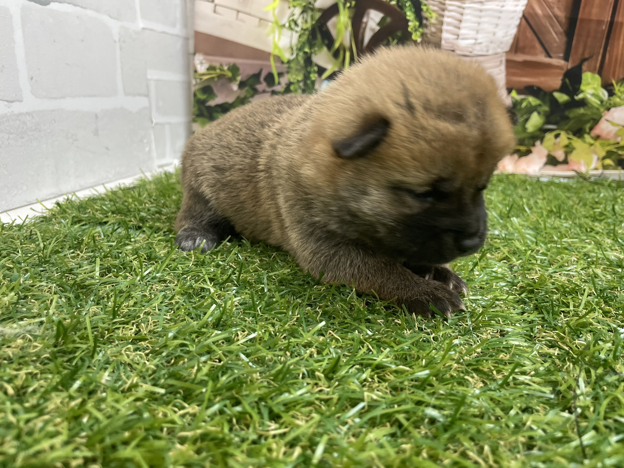 赤ちゃん写真1-2