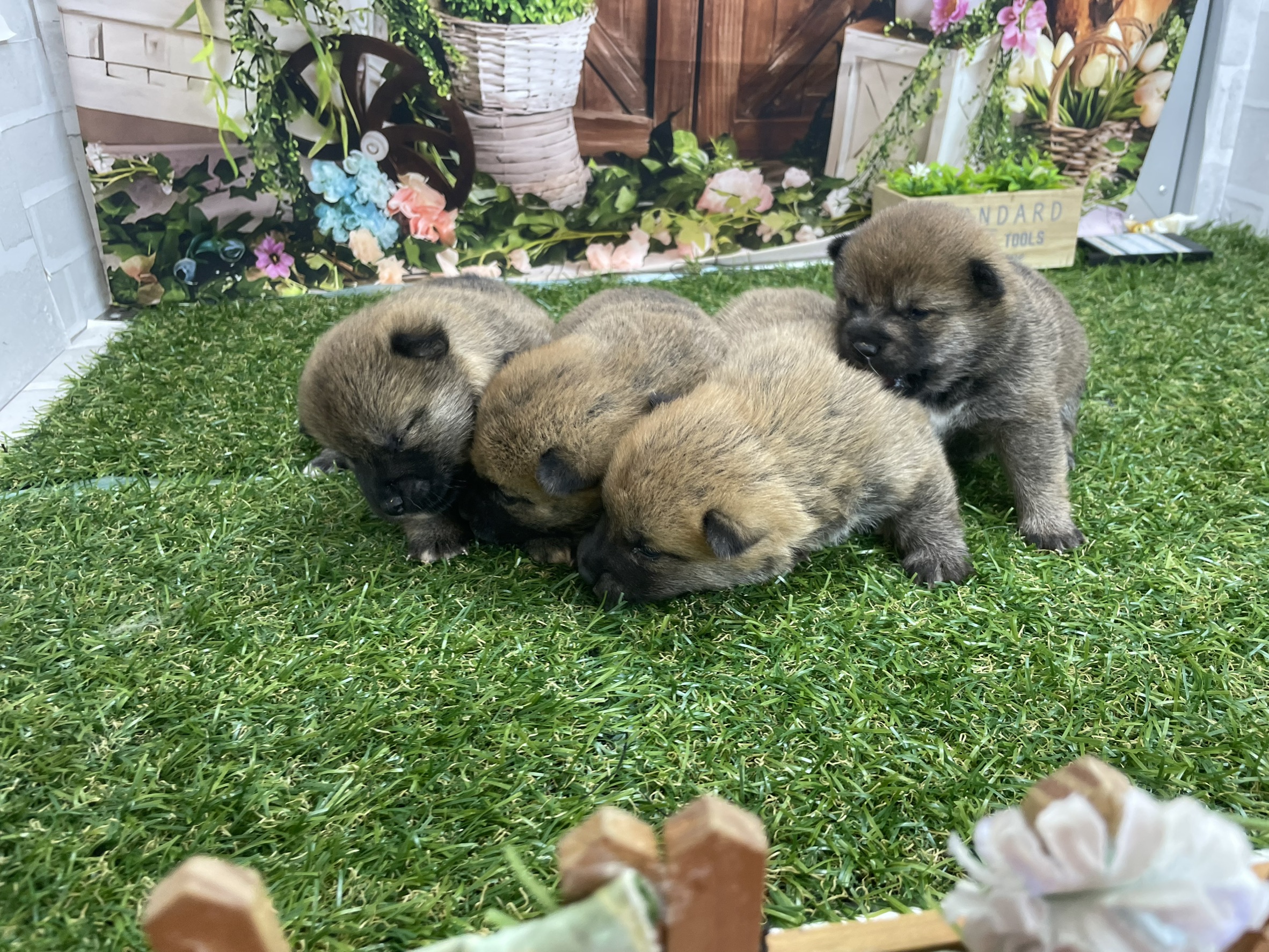 赤ちゃん写真1-3