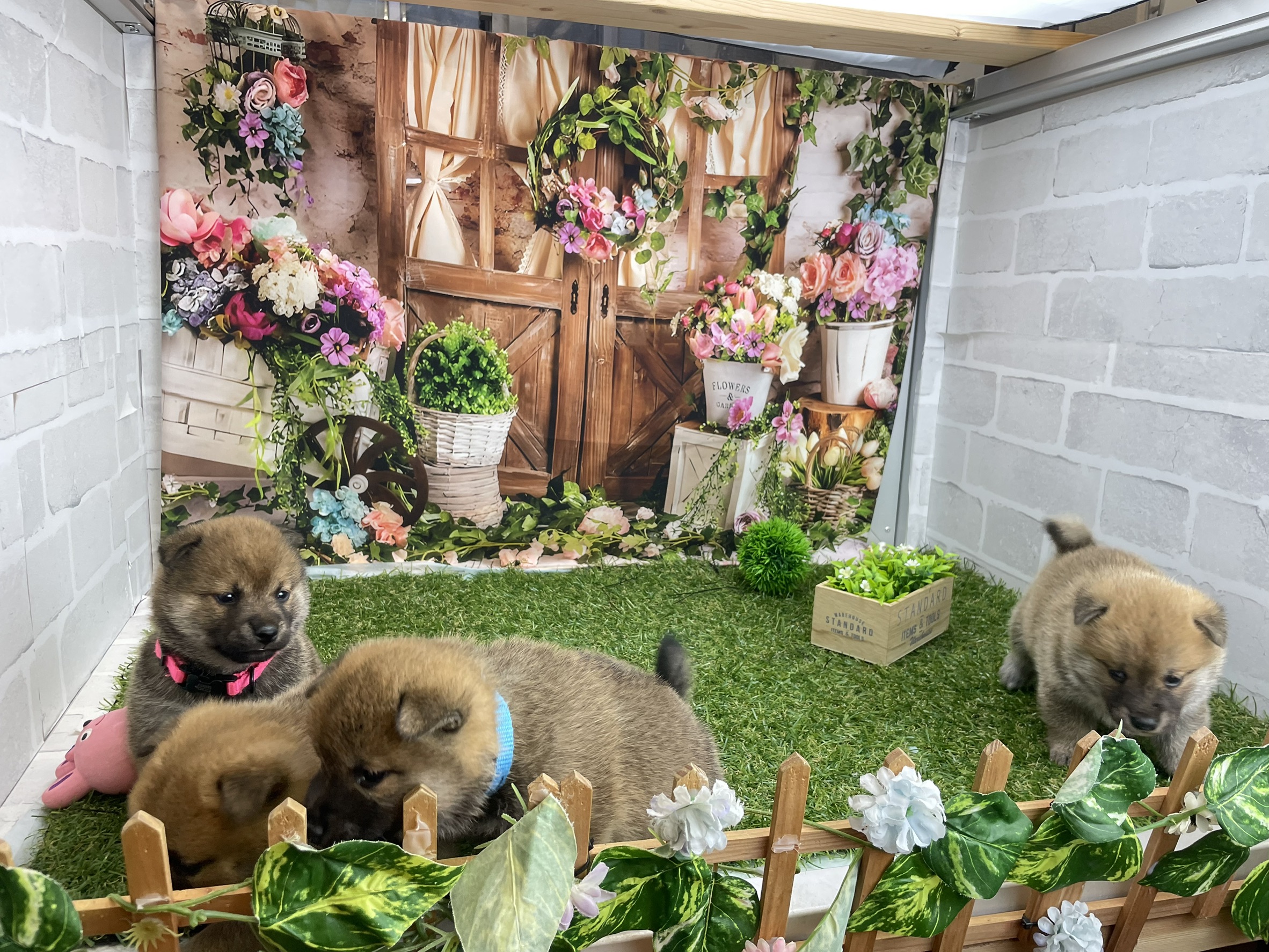 赤ちゃん写真2-3