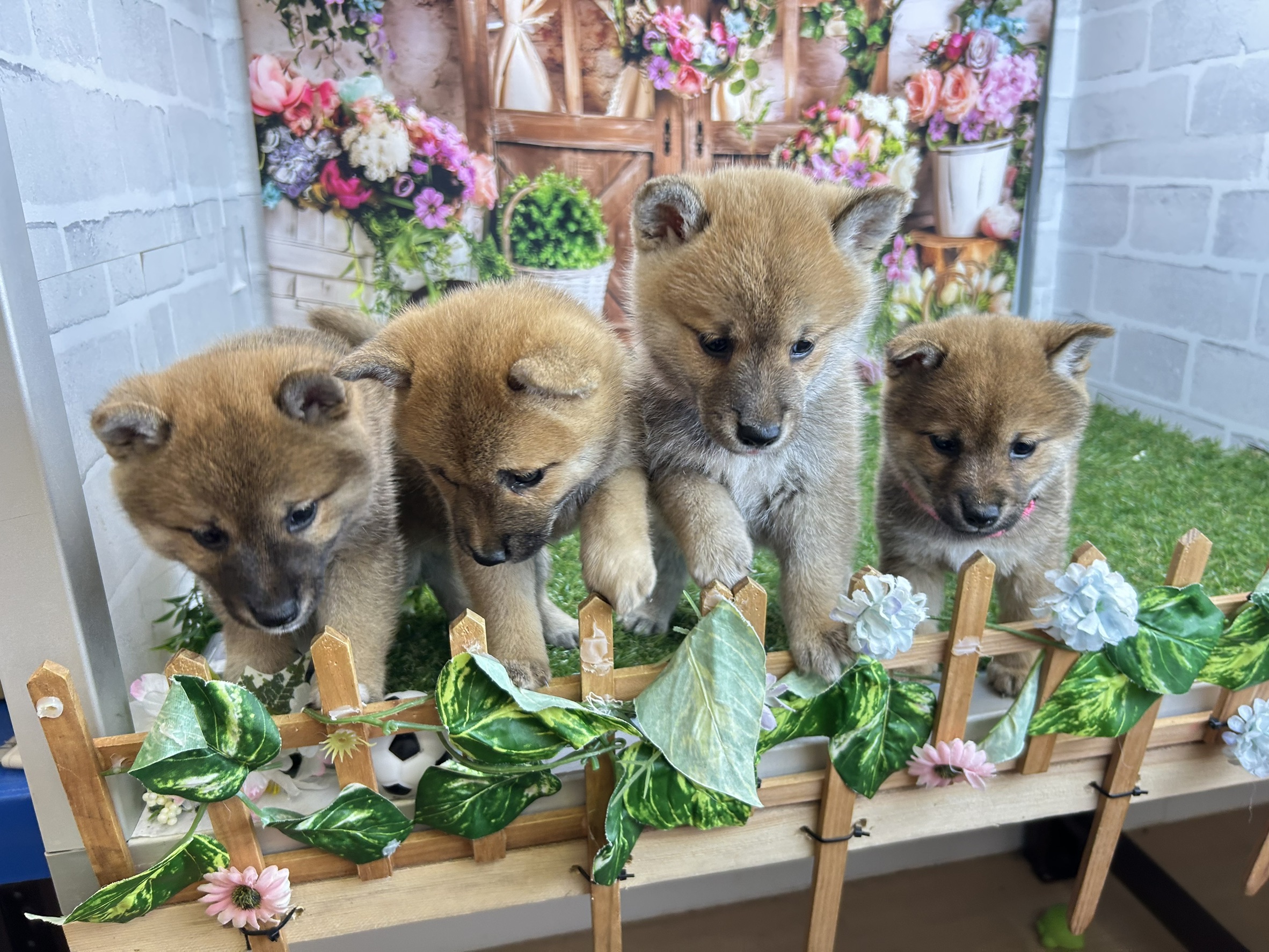赤ちゃん写真3-3