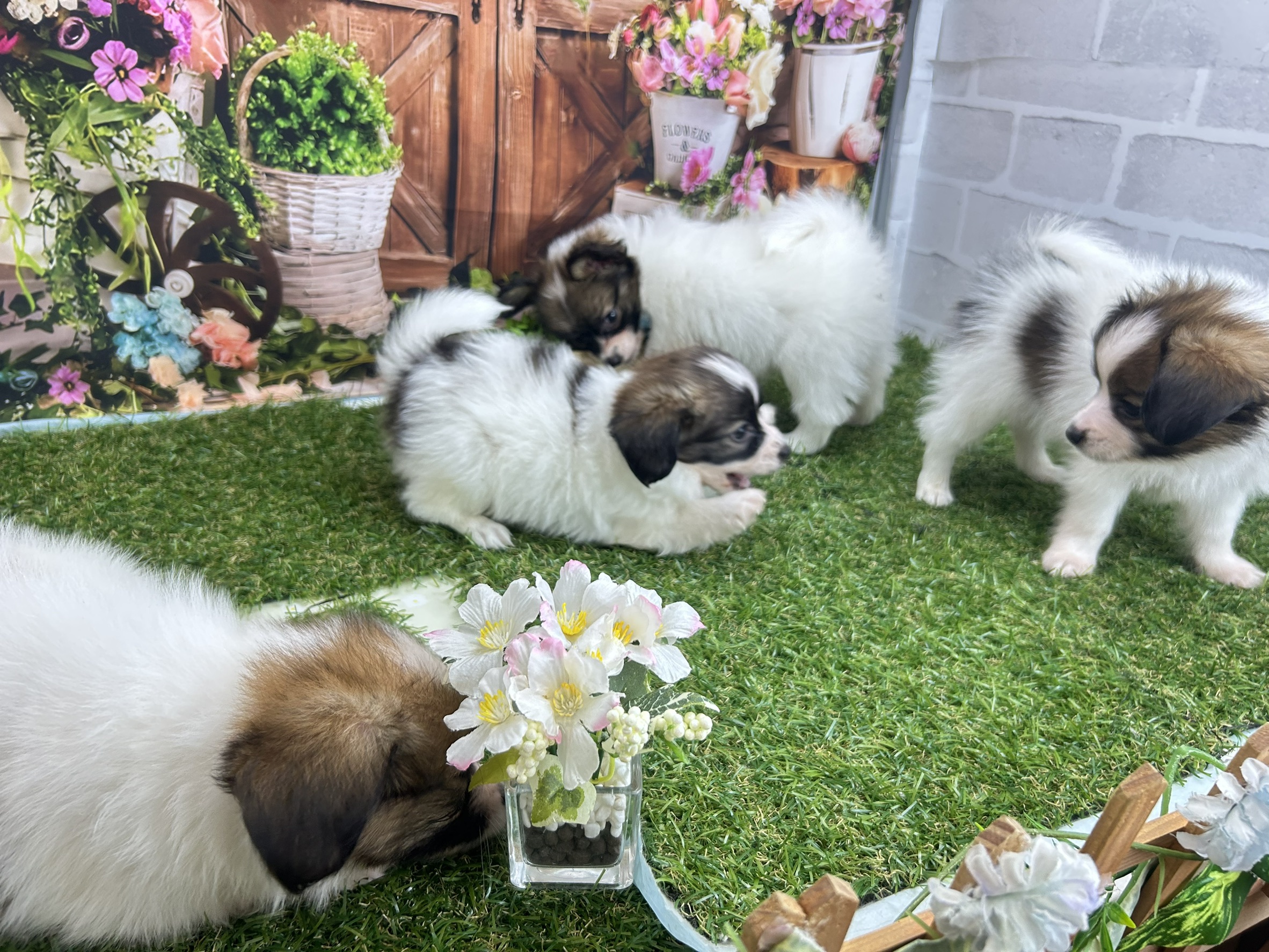 赤ちゃん写真3-3