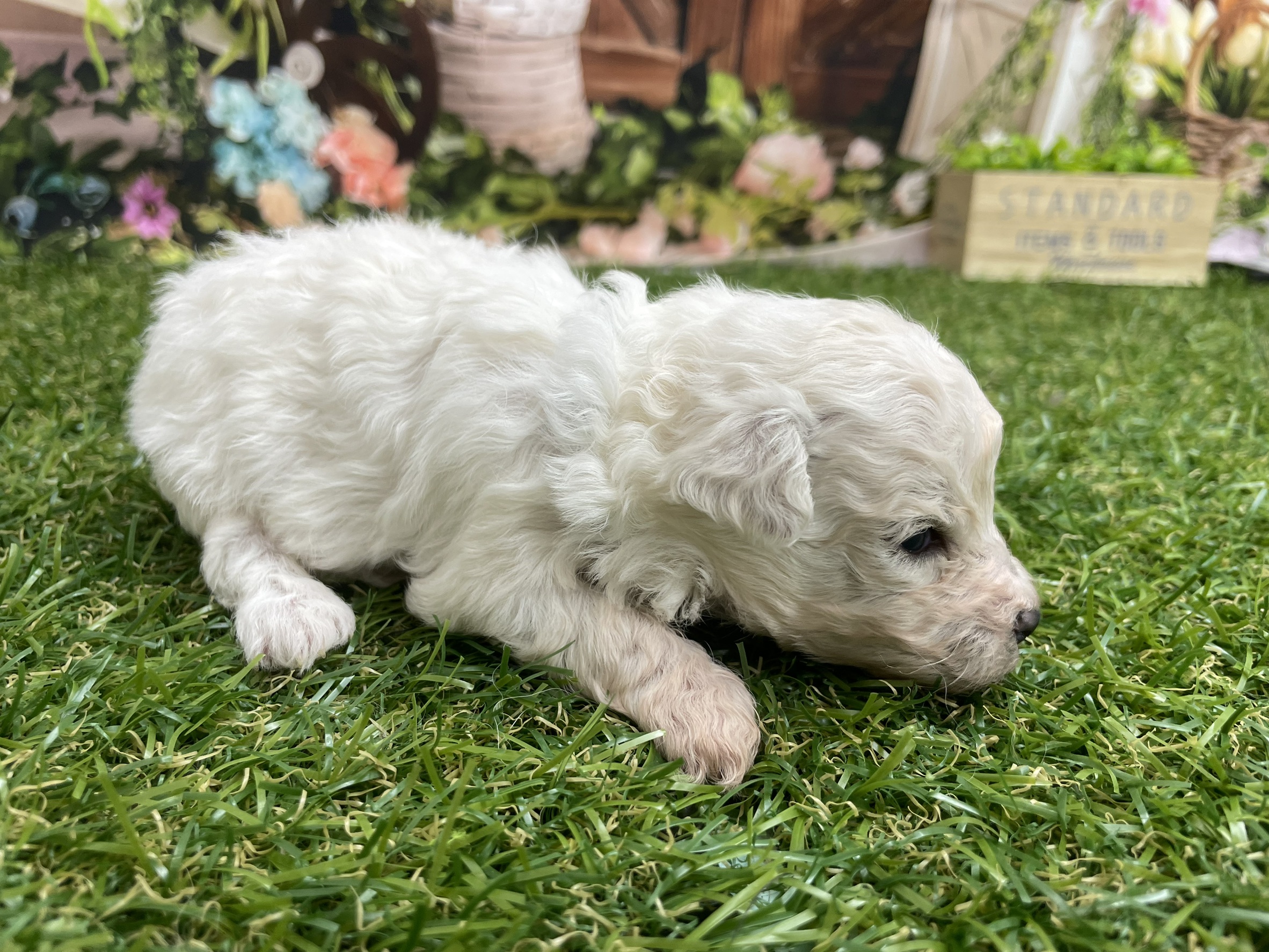 赤ちゃん写真1-1