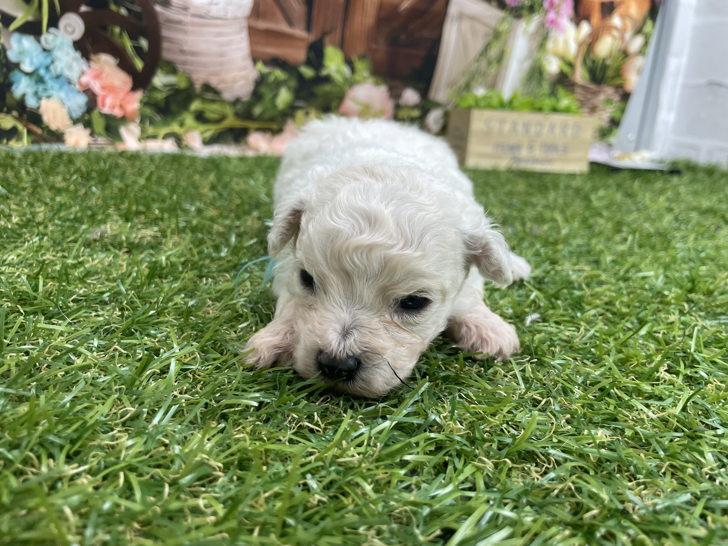 赤ちゃん写真1-2