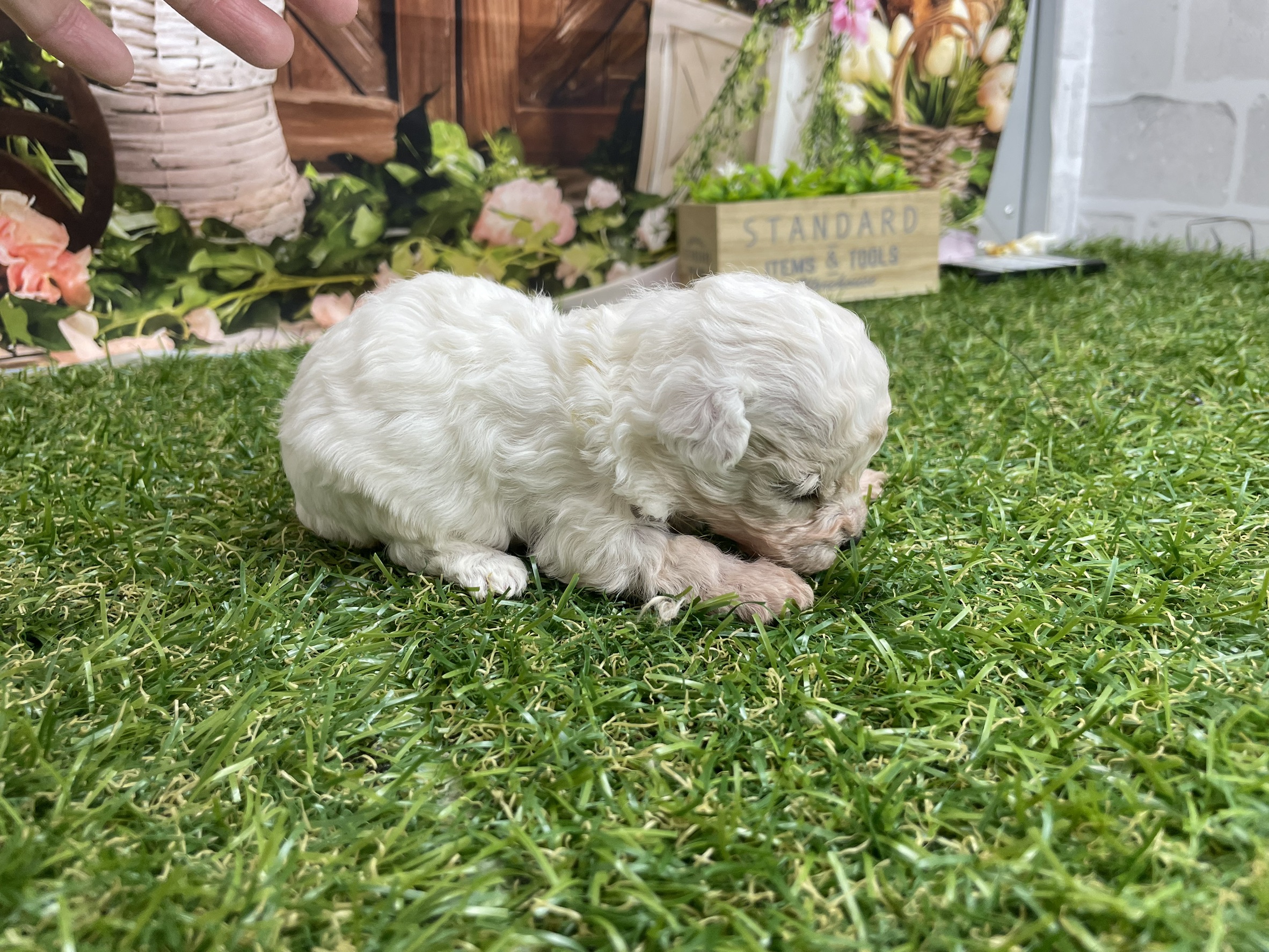 赤ちゃん写真1-2