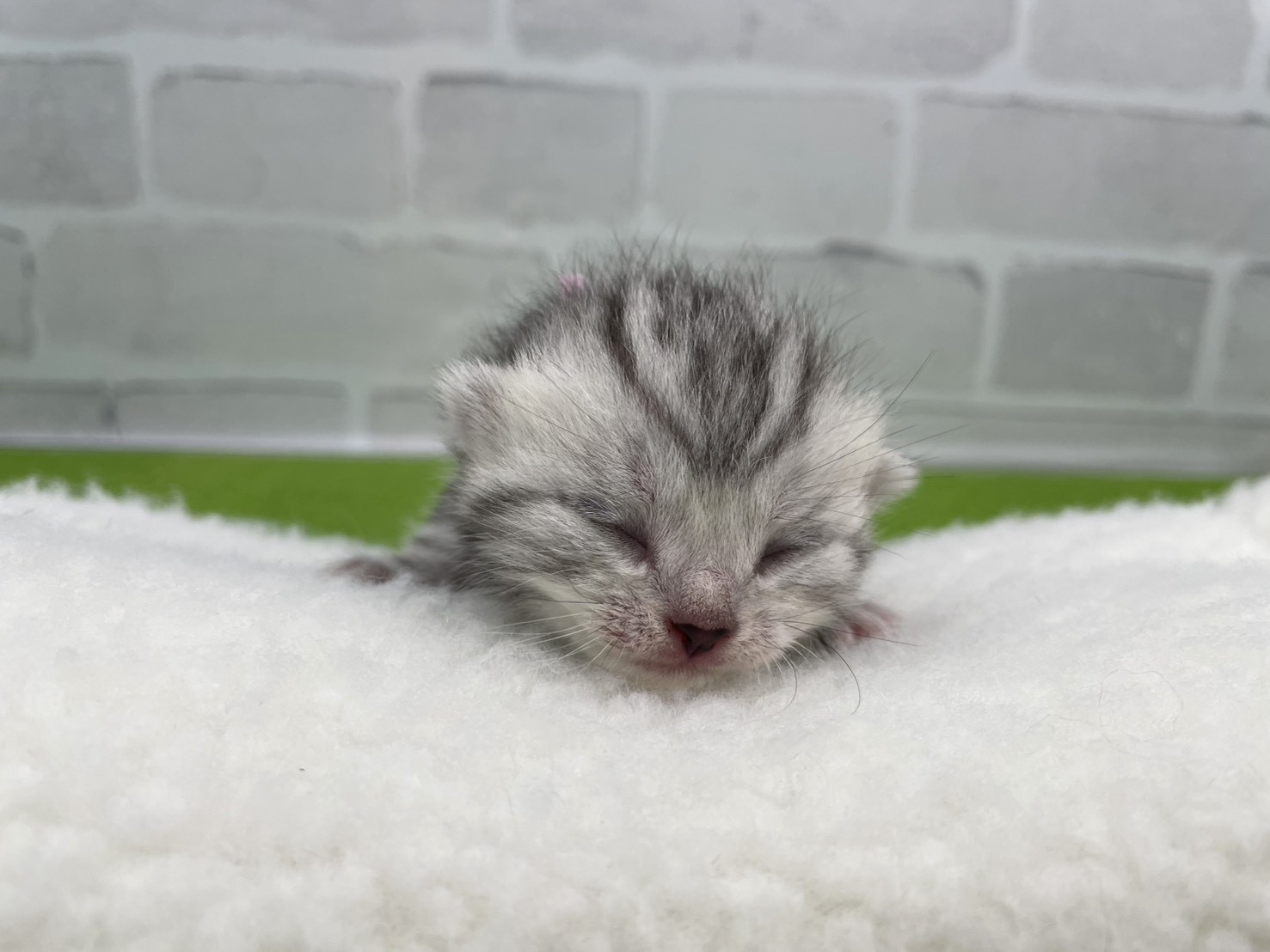 アメリカンショートヘアー