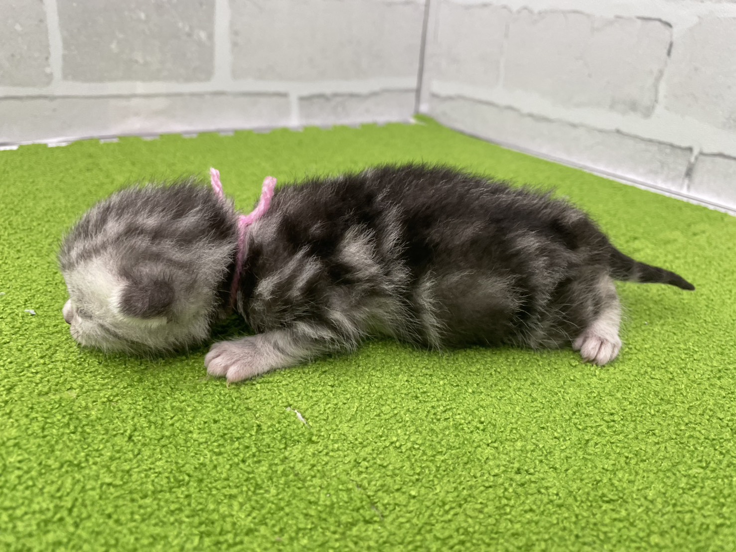 赤ちゃん写真1-2