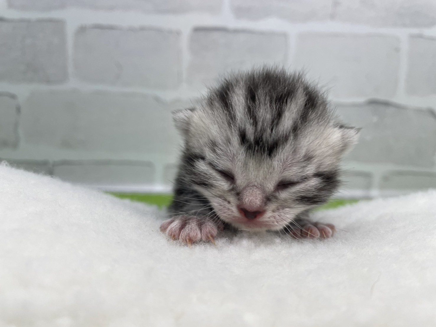 アメリカンショートヘアー
