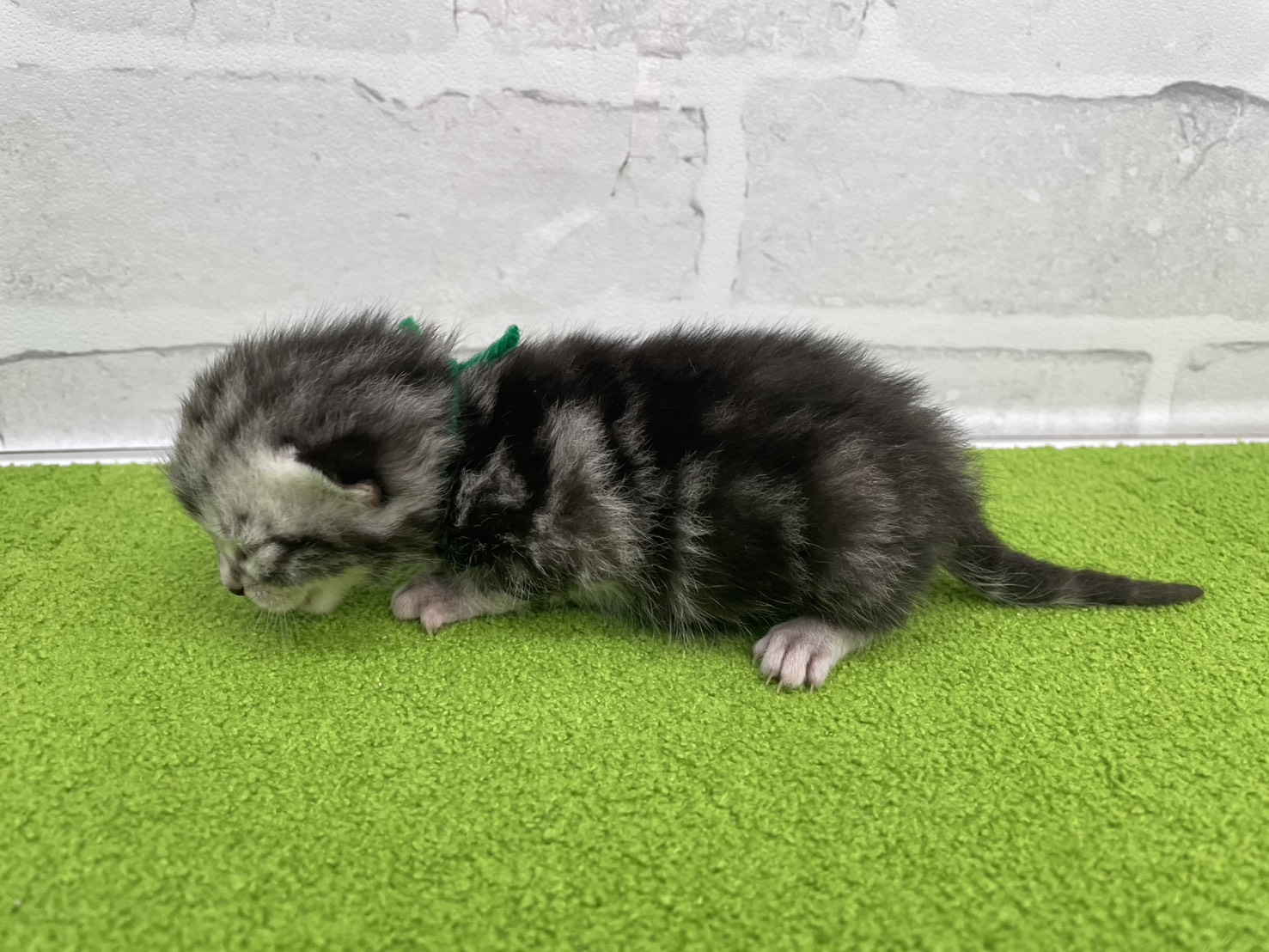 赤ちゃん写真1-2