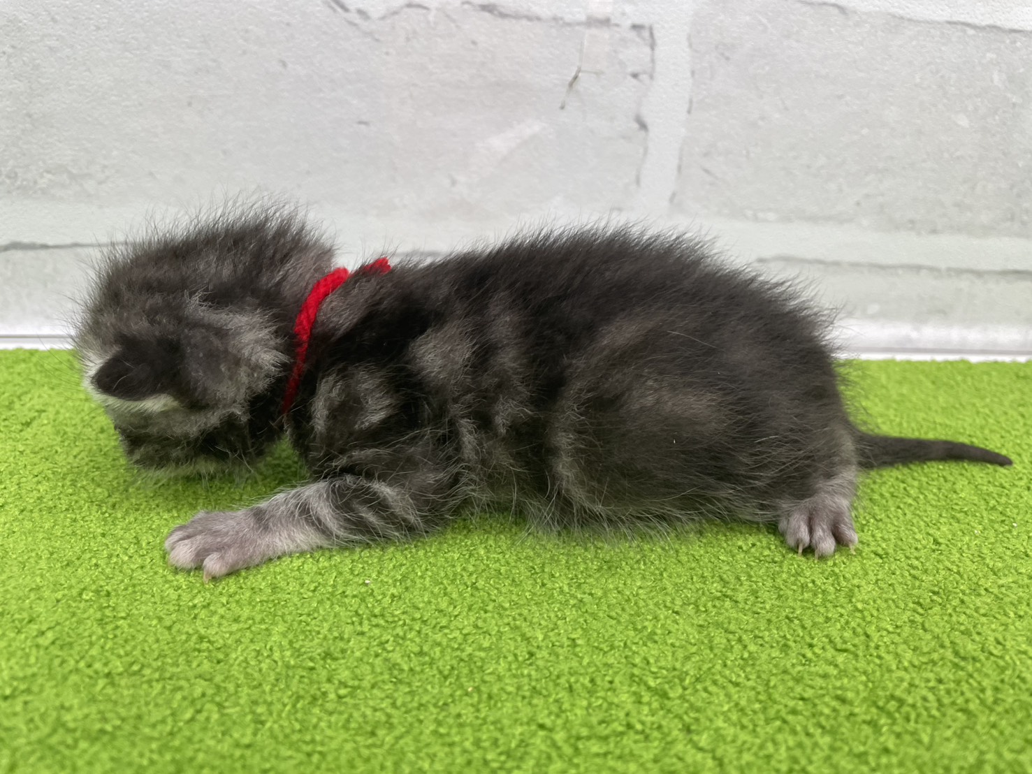 赤ちゃん写真1-2